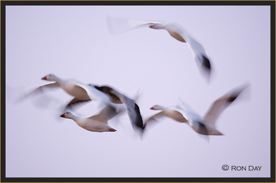 Snow Geese Pan-Blur, Bosque del Apache